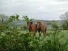 Horses in Boulteen_thumb.jpg 2.4K